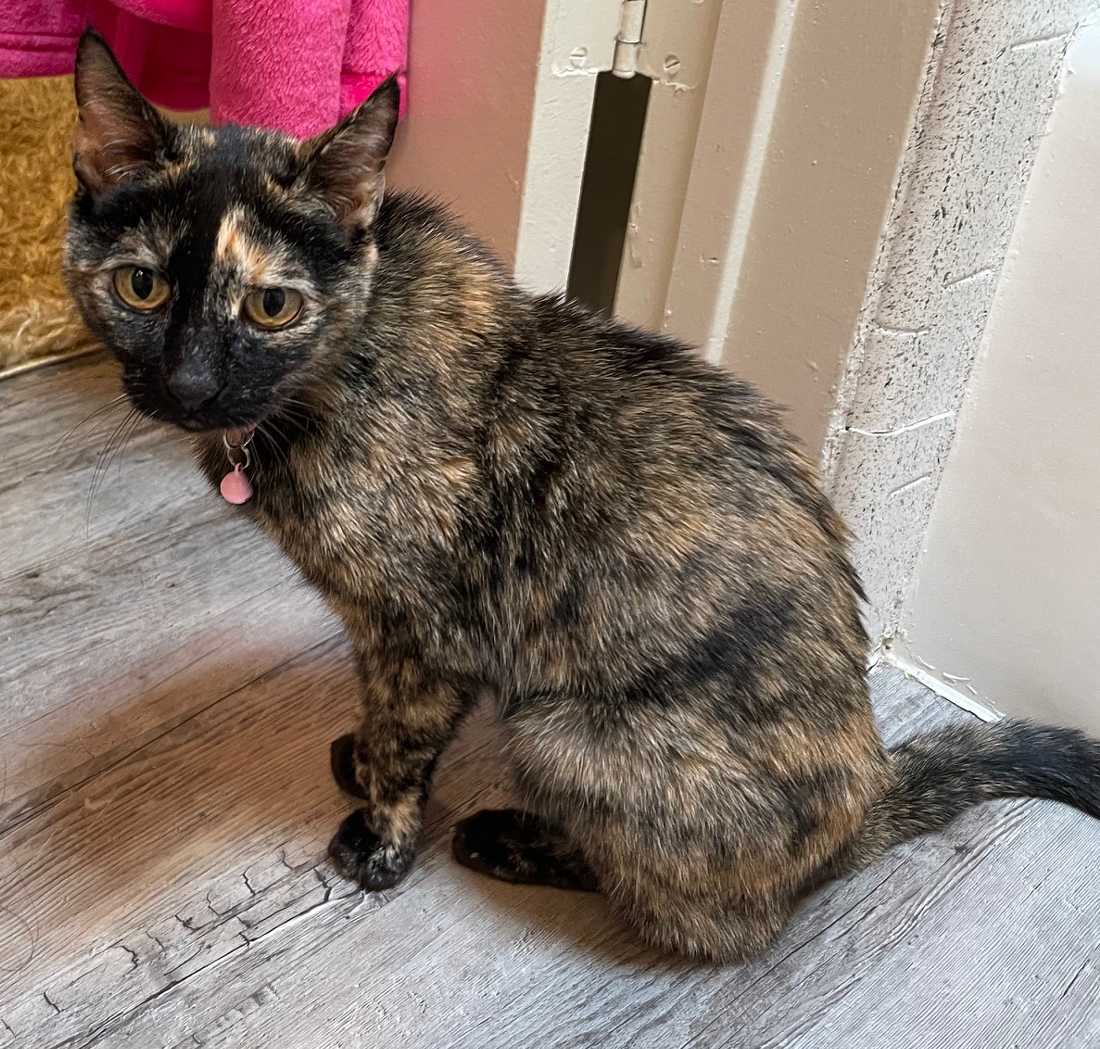 Tortoiseshell cats for adoption best sale near me