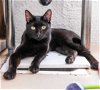 adoptable Cat in los angeles, ca, CA named Alani