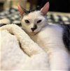 adoptable Cat in los angeles, ca, CA named Albert