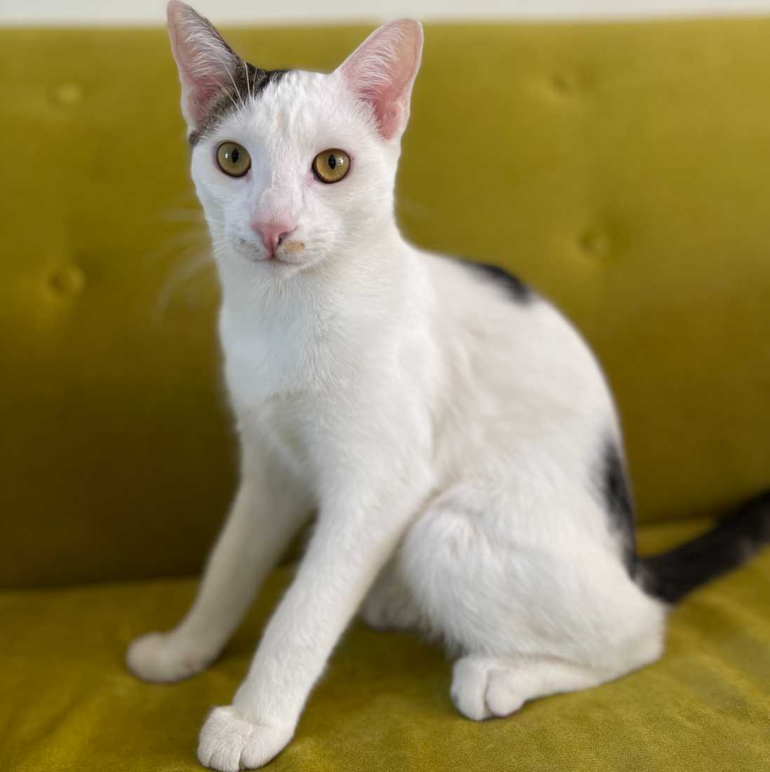 Cat adoption in Los Angeles, CA 90039 Tabby / Domestic Short Hair / Mixed (short coat) Cat "Guero"