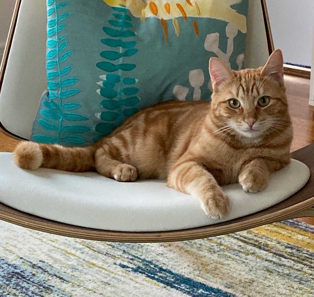 Cats for Adoption in Cypress, California | Alpha Paw