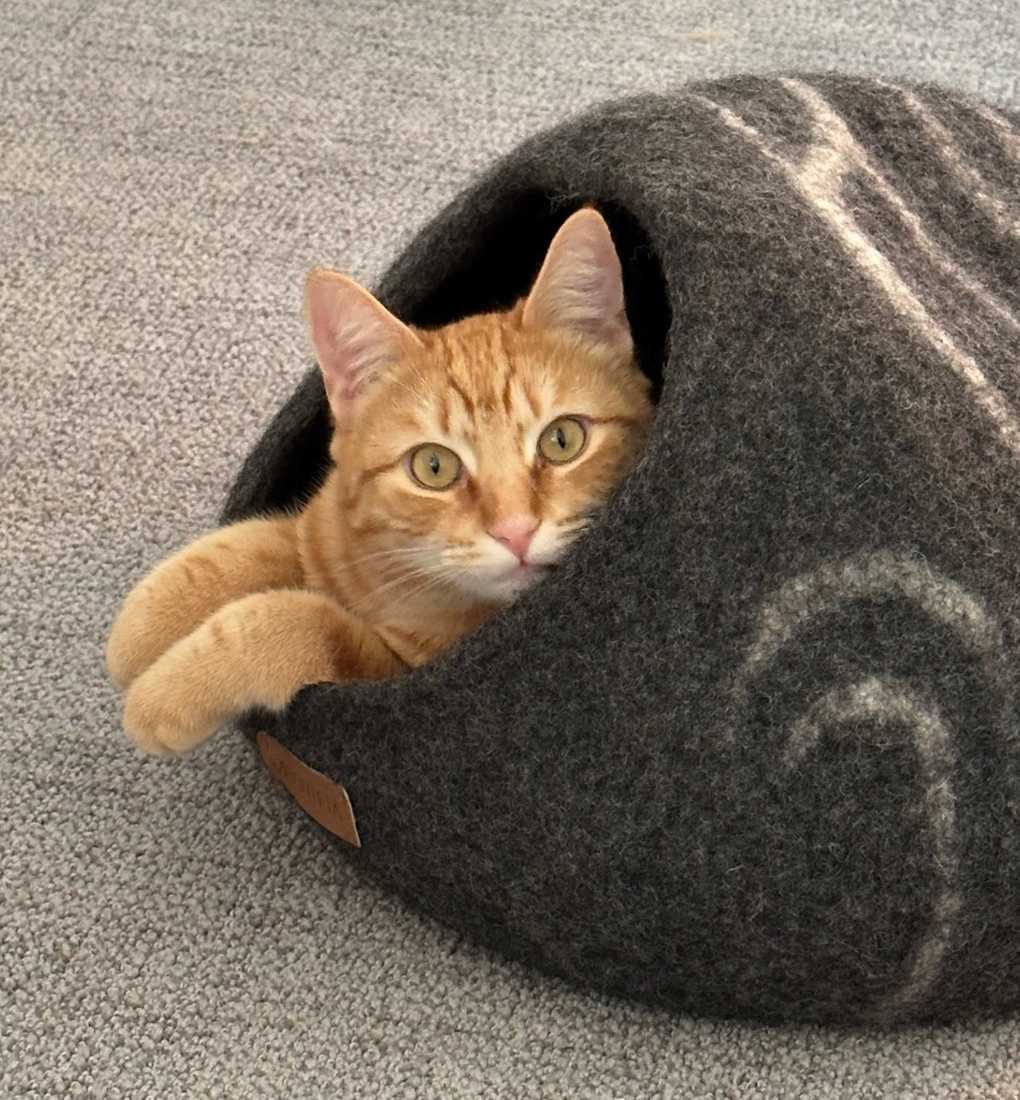 Cats for Adoption in Cypress, California | Alpha Paw