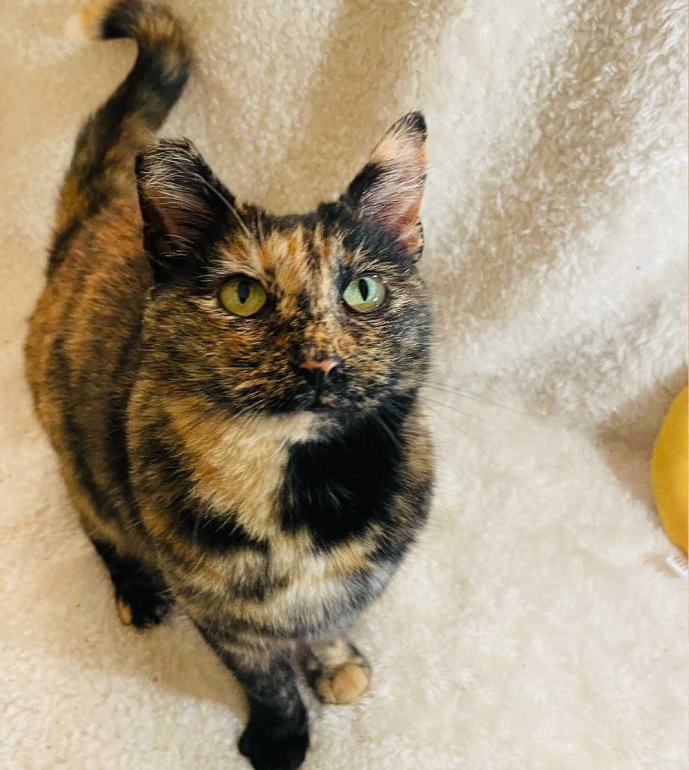 Cats for Adoption in View Park Windsor Hills, California Alpha Paw