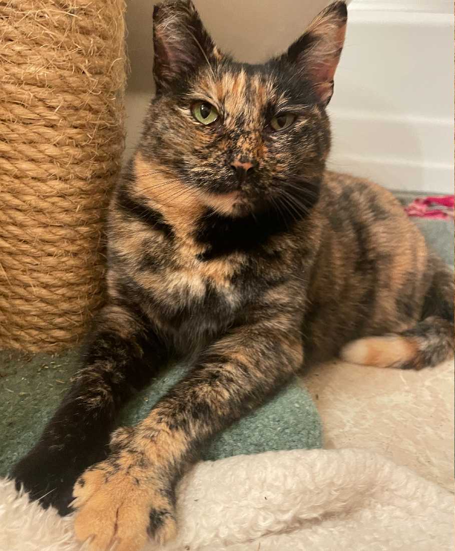 Cats for Adoption in View Park Windsor Hills, California Alpha Paw