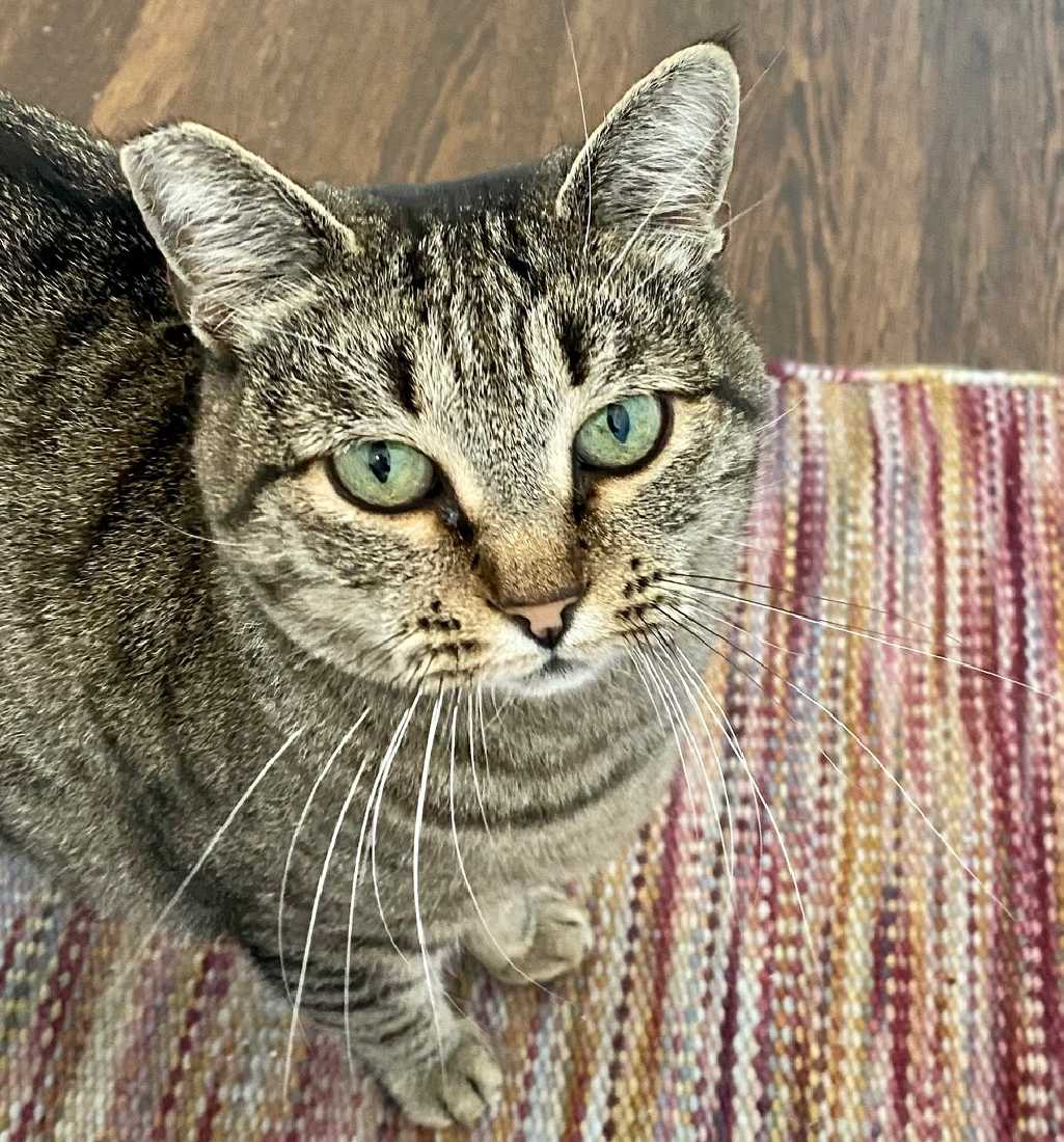 Cat adoption in Los Angeles, CA 90039: Tabby / Domestic Short Hair ...