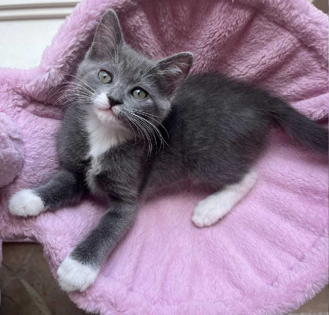 Cats for Adoption in Citrus, California Alpha Paw