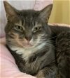 adoptable Cat in los angeles, ca, CA named Alice