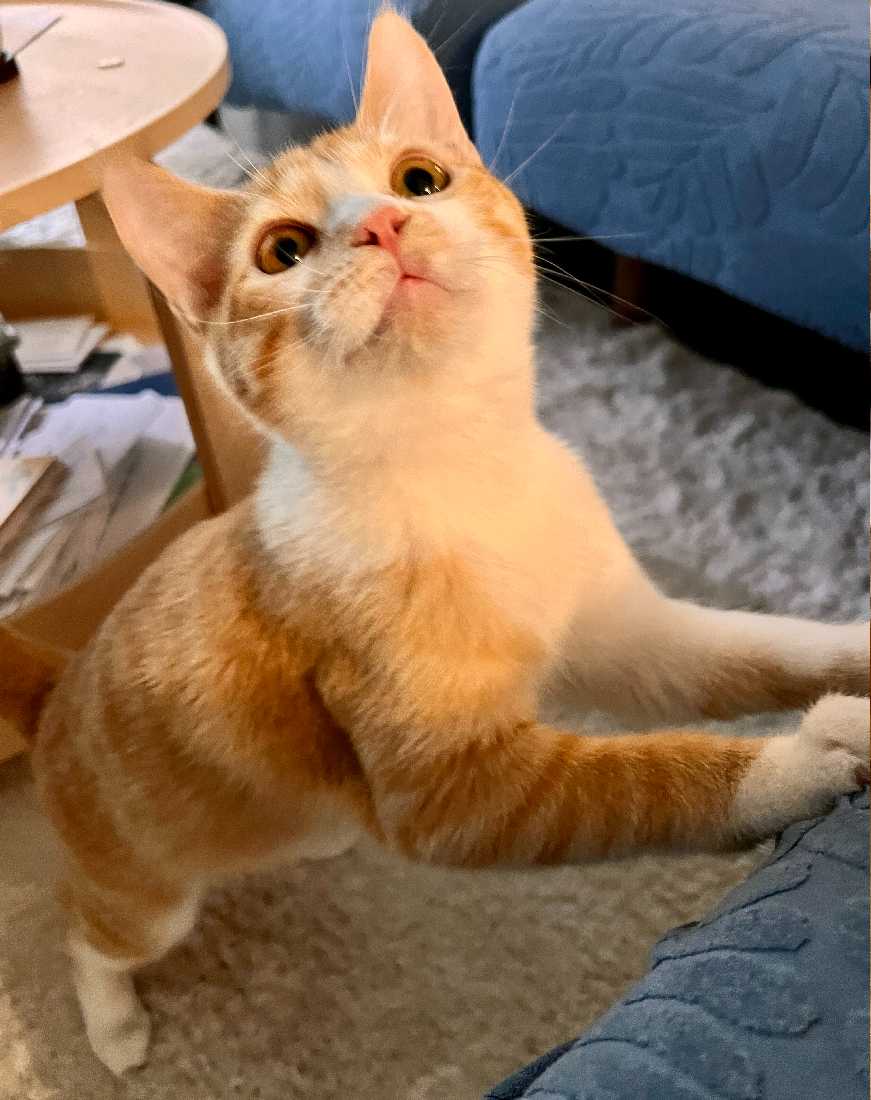 Cats for Adoption in Fontana, California Alpha Paw