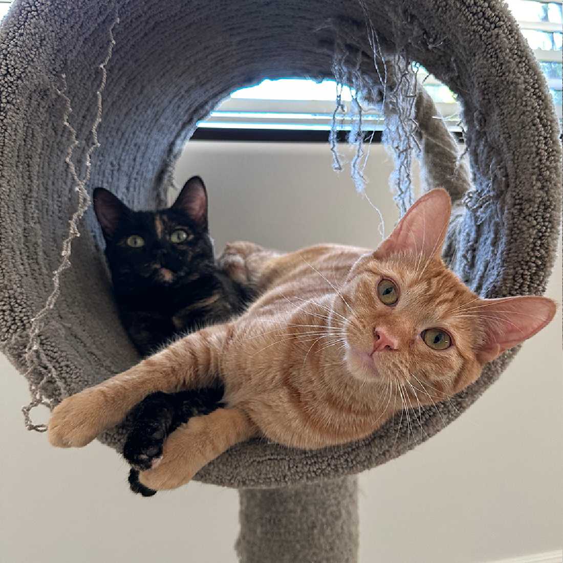 Cats for Adoption in Fontana, California Alpha Paw