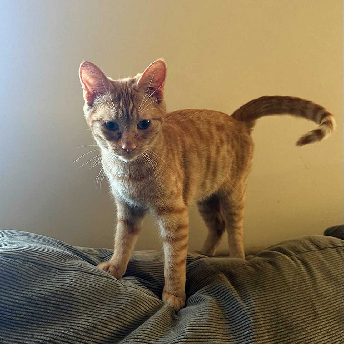 Cats for Adoption in Fontana, California Alpha Paw