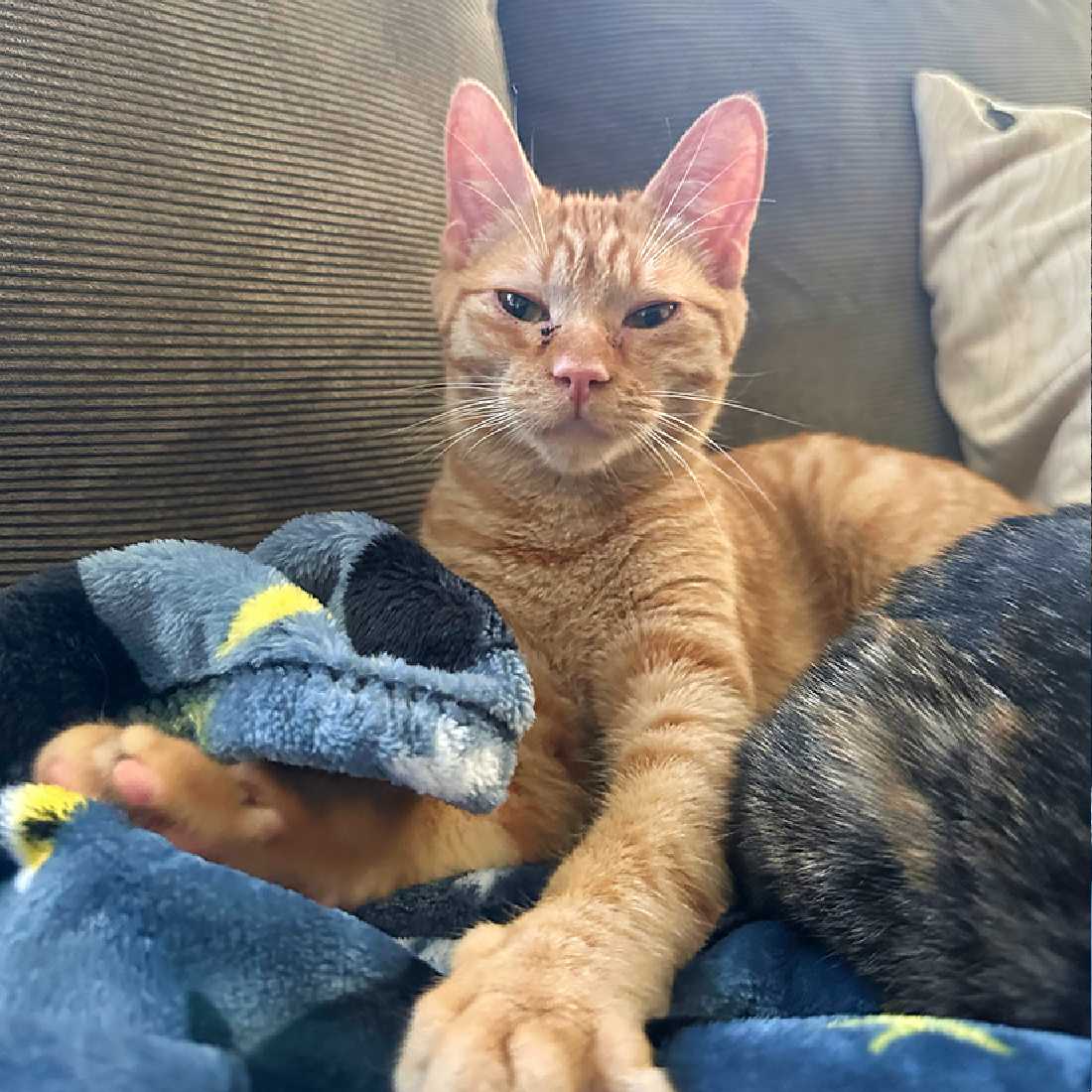 Cats for Adoption in Fontana, California Alpha Paw