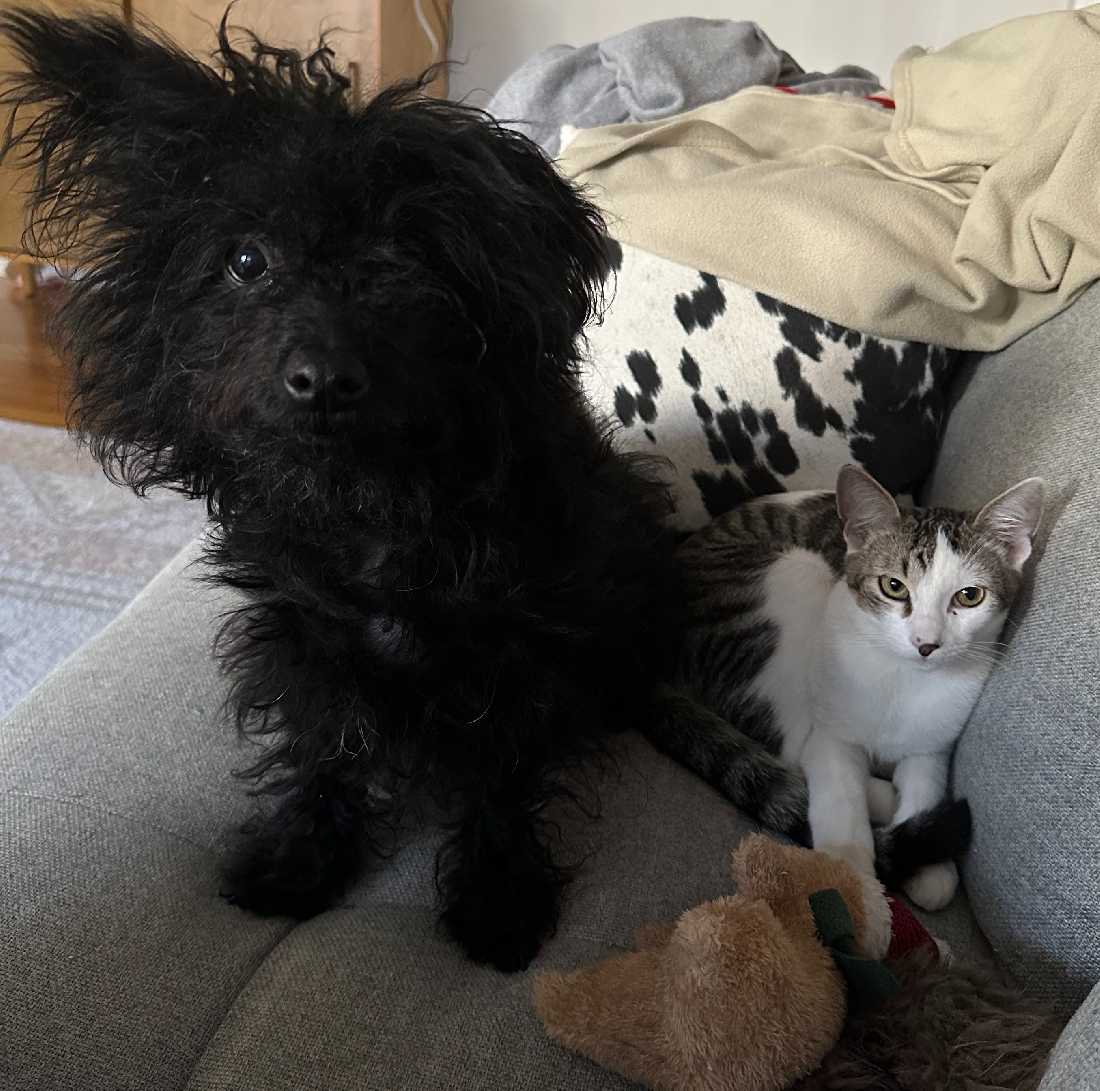 Cat adoption in Los Angeles, CA 90039 Tabby / Domestic Short Hair / Mixed (short coat) Cat "Pippin"