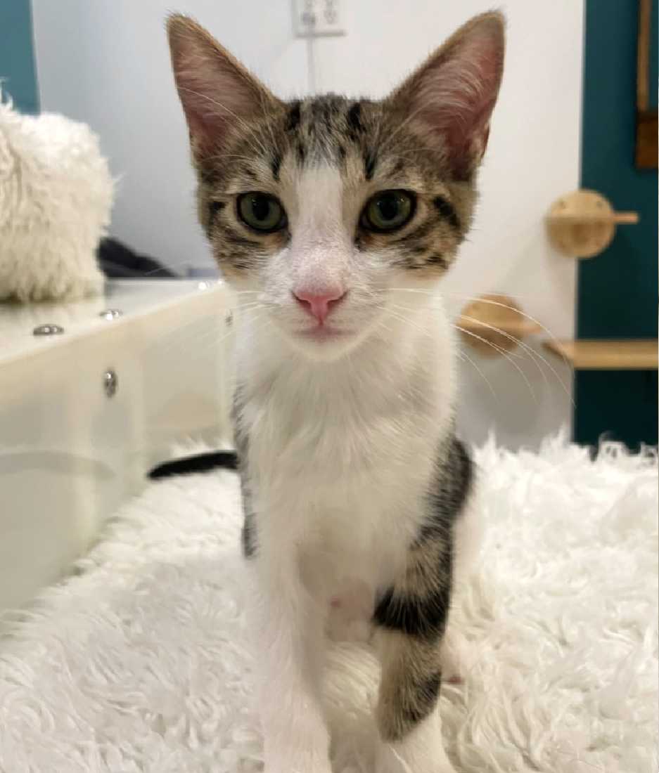 Cats for Adoption in Fontana, California Alpha Paw