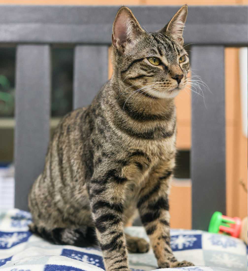 Cat adoption in Los Angeles, CA 90039 Tabby / Domestic Short Hair / Mixed (short coat) Cat "Felix"