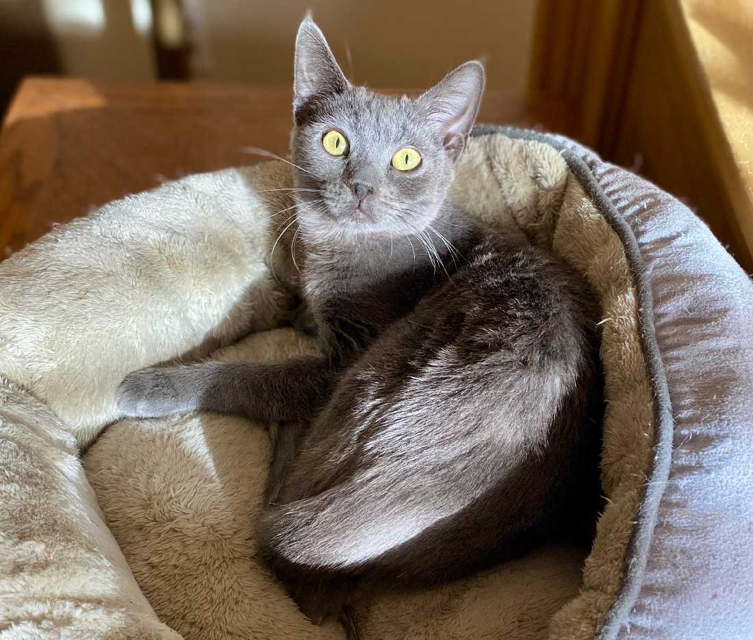 Cat adoption in Los Angeles, CA 90039 Russian Blue / Domestic Short Hair / Mixed (short coat