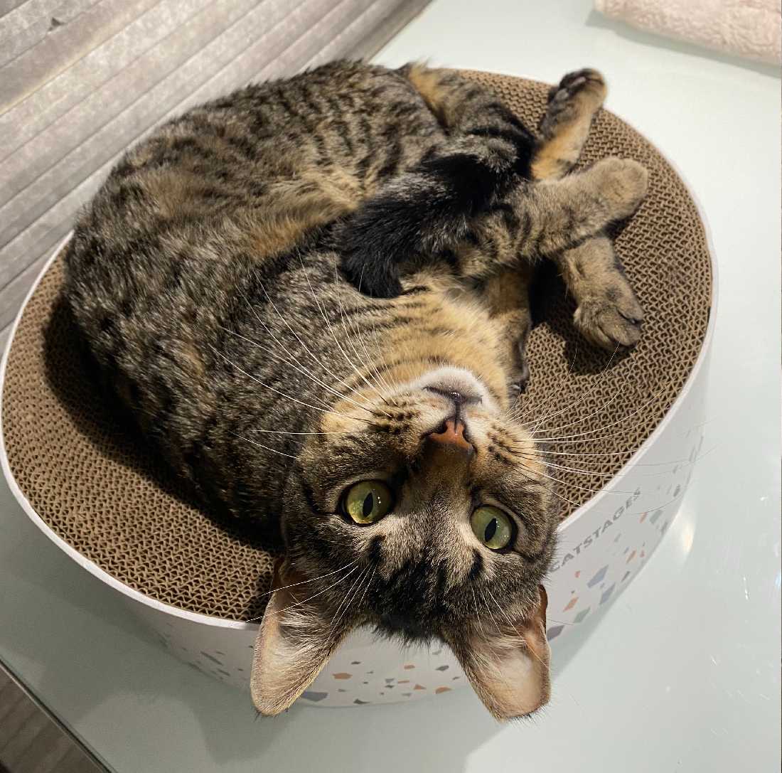 Cat adoption in Los Angeles, CA 90039 Tabby / Domestic Short Hair / Mixed (short coat) Cat "Roscoe"