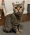 adoptable Cat in los angeles, ca, CA named Alley