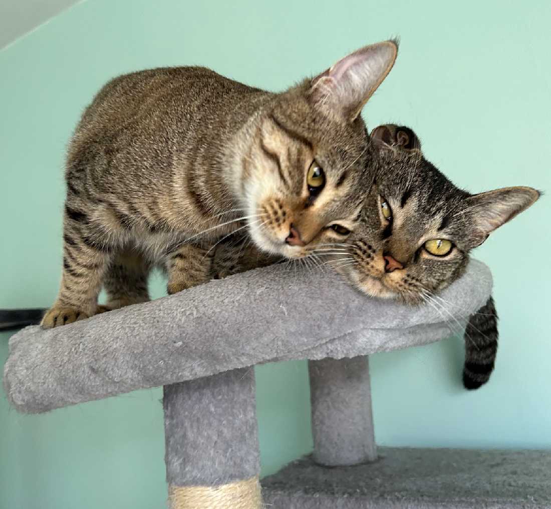 Cats for Adoption in Fontana, California Alpha Paw