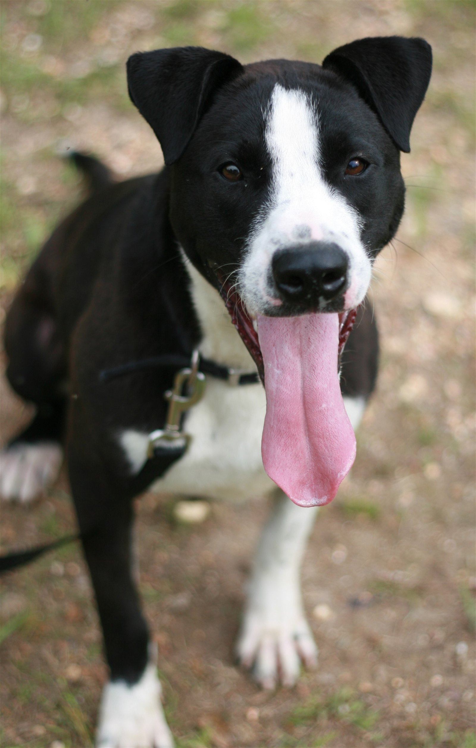 adoptable Dog in Attalla, AL named Owen