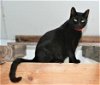 adoptable Cat in attalla, AL named Maleigha