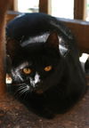 adoptable Cat in Attalla, AL named Black Cat