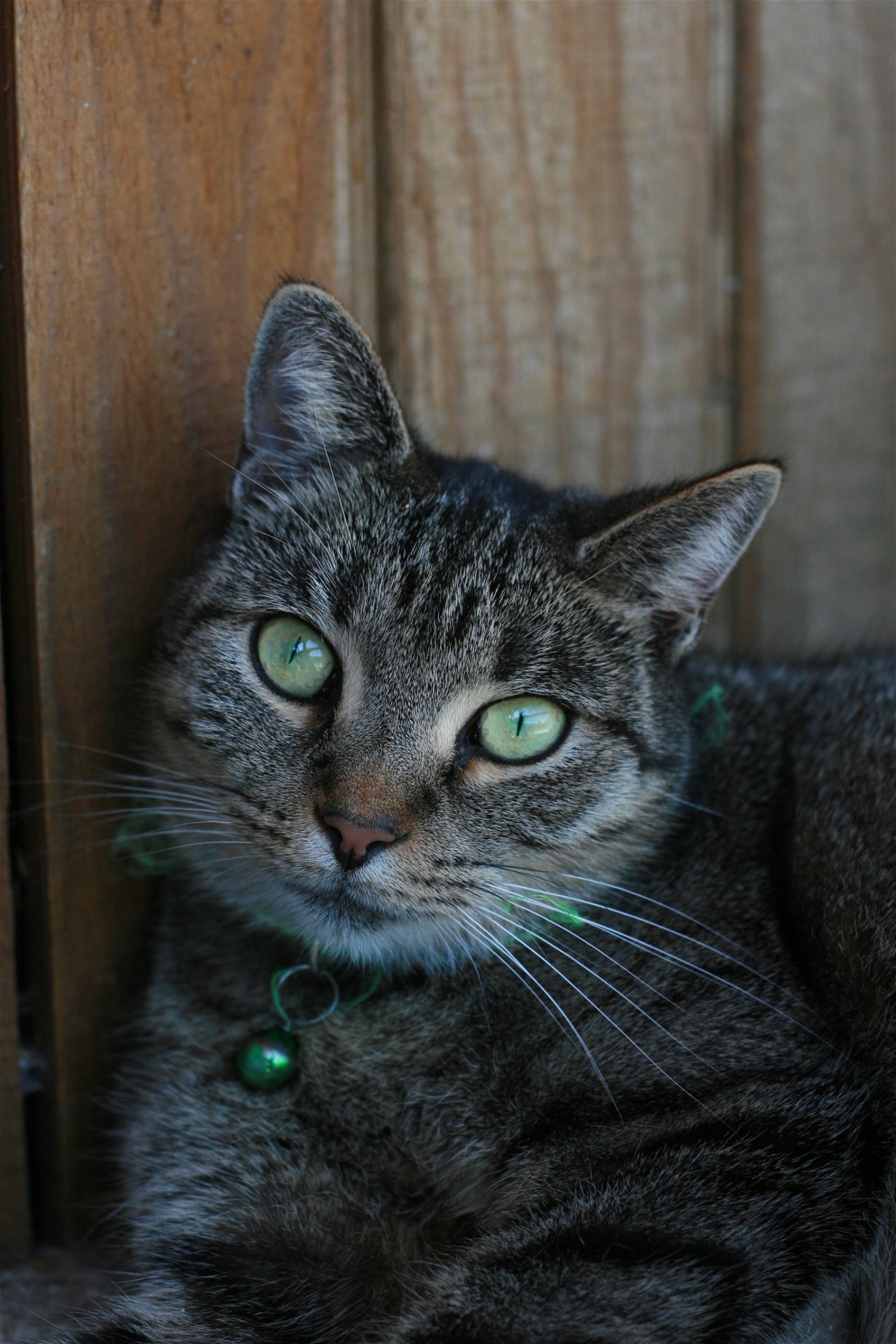 adoptable Cat in Attalla, AL named Scully