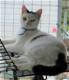 adoptable Cat in attalla, AL named Herbie