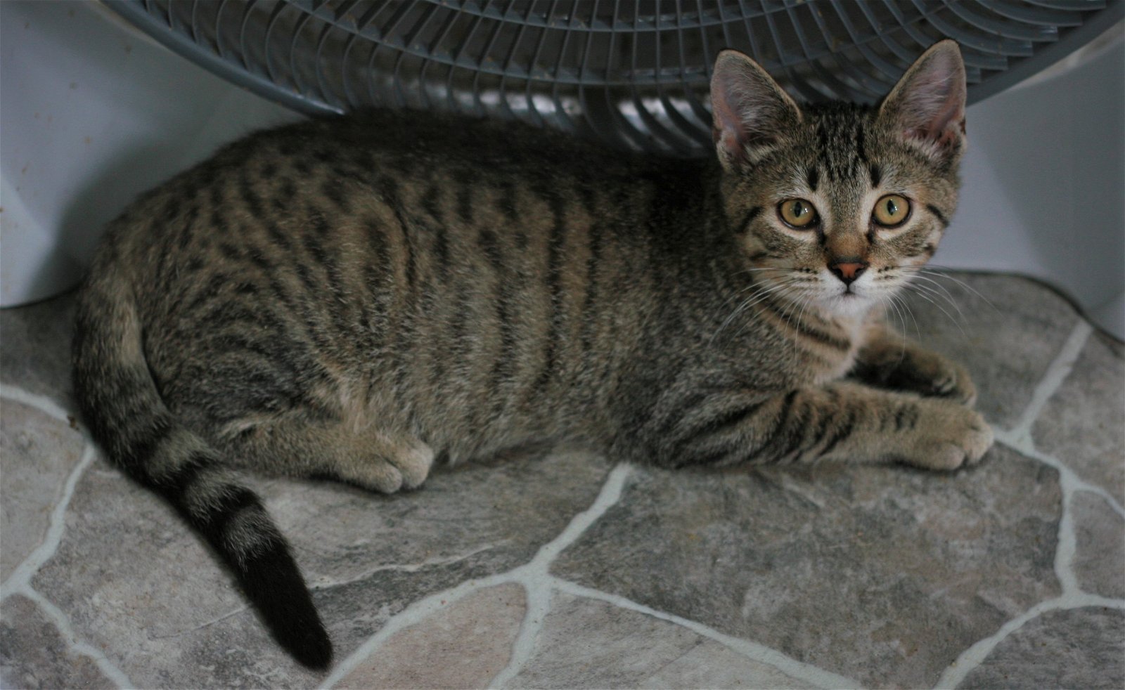 adoptable Cat in Attalla, AL named Chowder