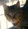 adoptable Cat in attalla, AL named Peppa