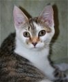 adoptable Cat in attalla, AL named Spunky