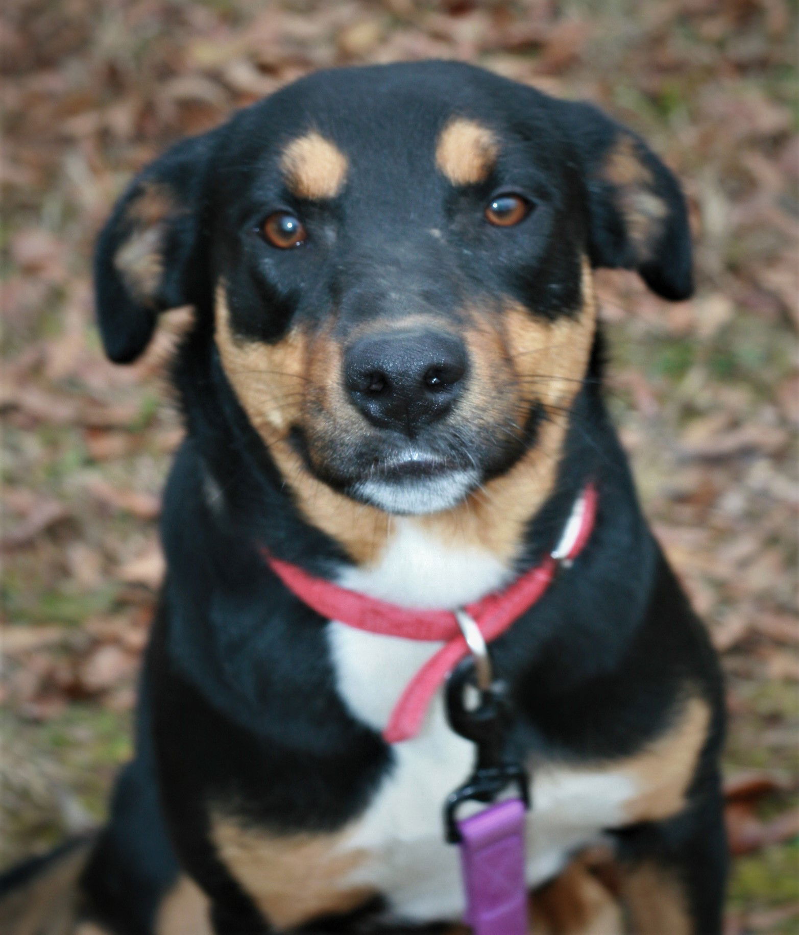 adoptable Dog in Attalla, AL named Bubbles