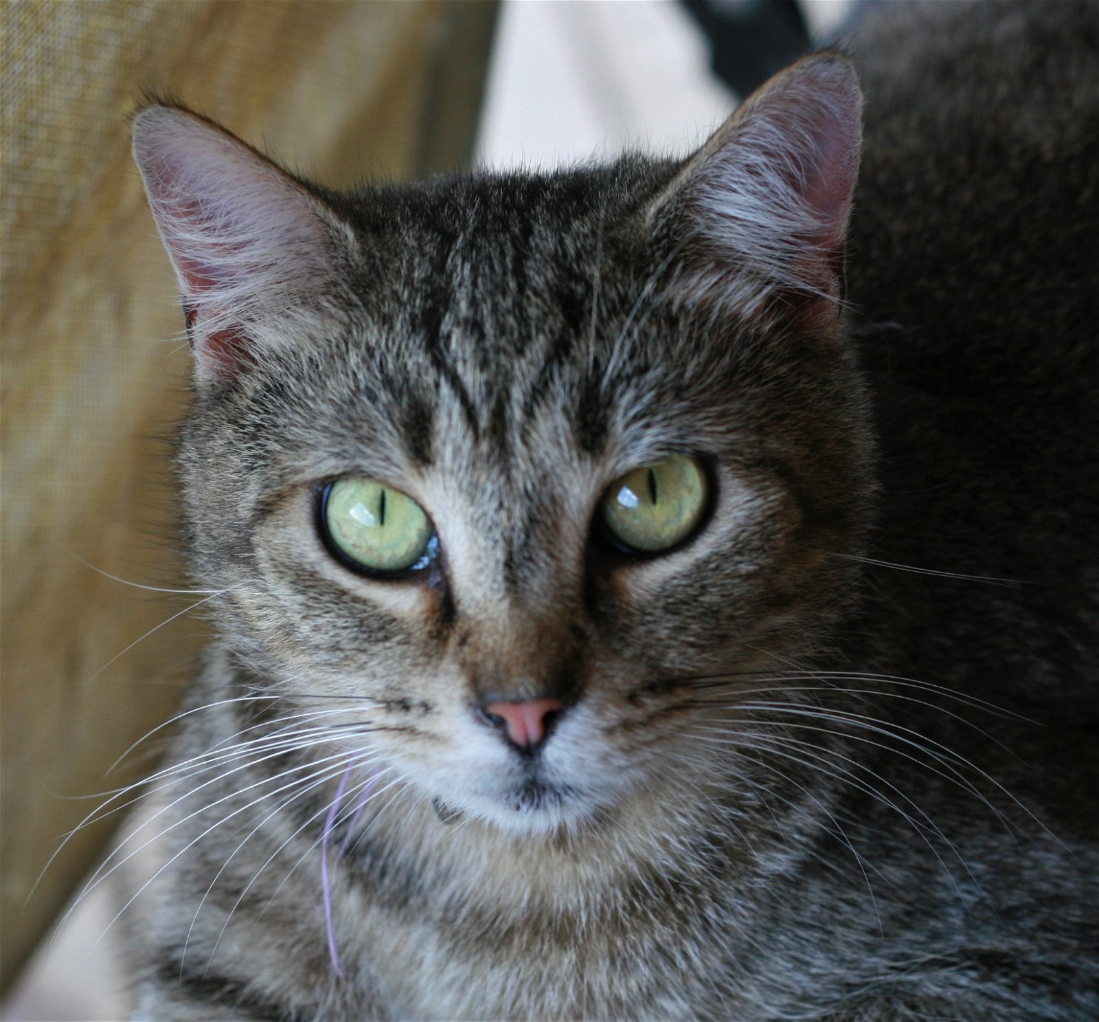 adoptable Cat in Attalla, AL named Bubba