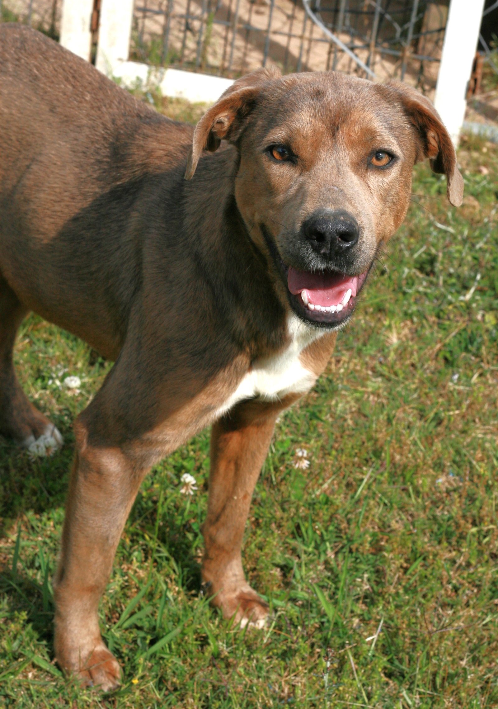 adoptable Dog in Attalla, AL named Pretty Girl