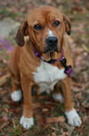 adoptable Dog in  named Hannah