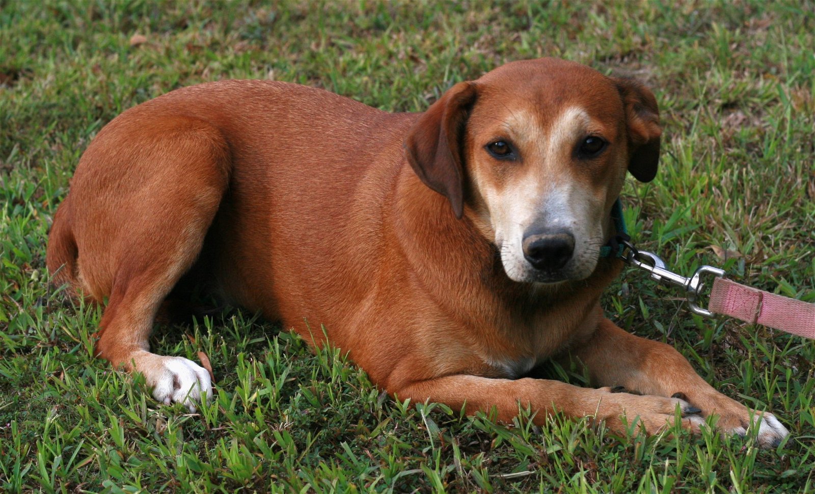 adoptable Dog in Attalla, AL named Madison