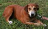 adoptable Dog in attalla, AL named Madison