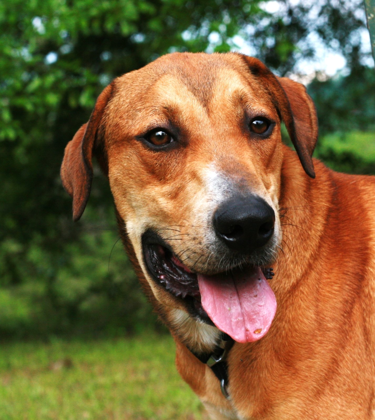 adoptable Dog in Attalla, AL named Oscar
