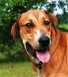 adoptable Dog in attalla, AL named Oscar
