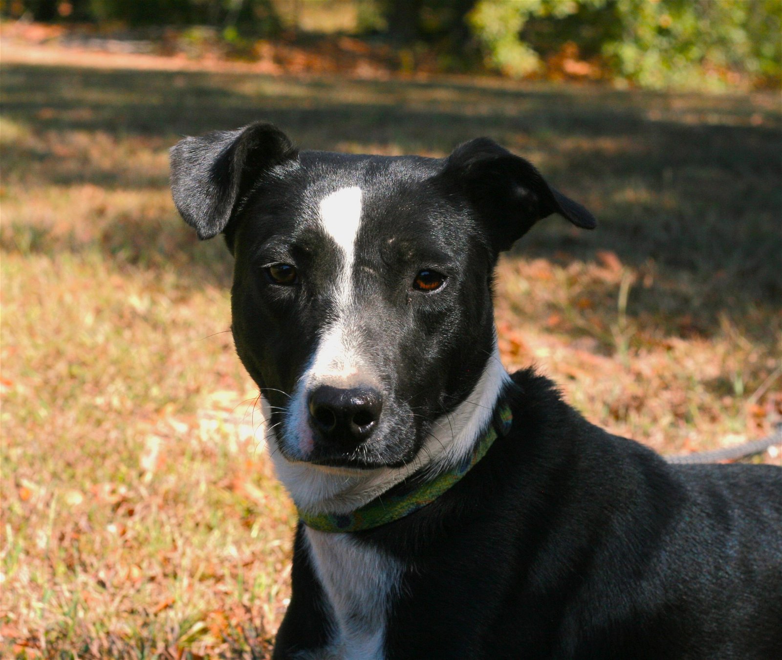 adoptable Dog in Attalla, AL named Maverick