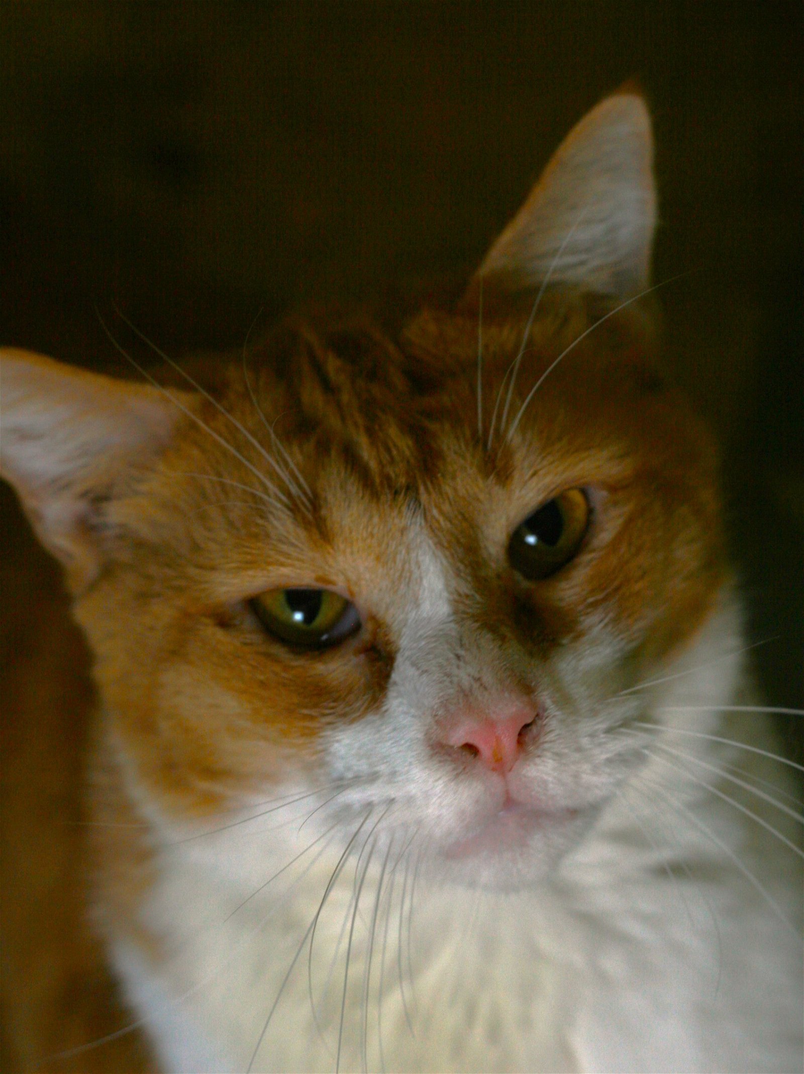 adoptable Cat in Attalla, AL named Pumpkin
