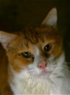 adoptable Cat in attalla, AL named Pumpkin