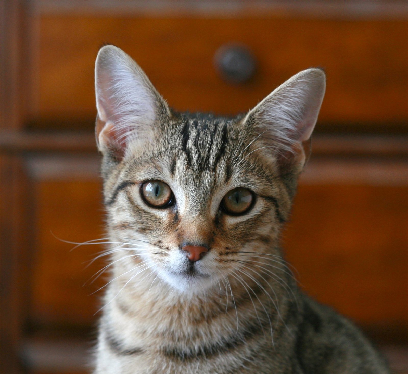 adoptable Cat in Attalla, AL named Mater