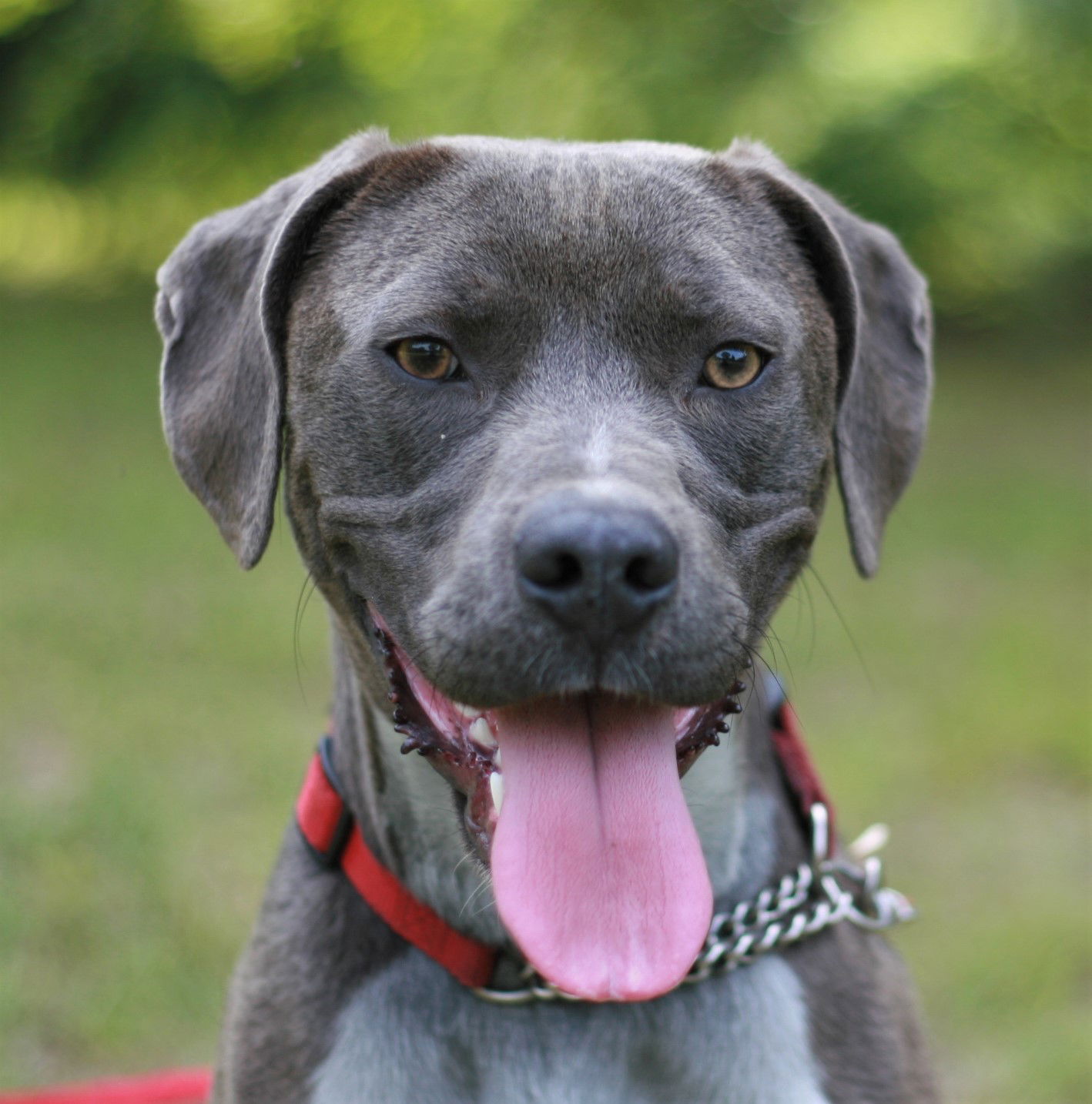 adoptable Dog in Attalla, AL named Will