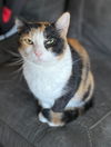 adoptable Cat in  named Mazzie Grace