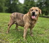 adoptable Dog in attalla, AL named Waylon