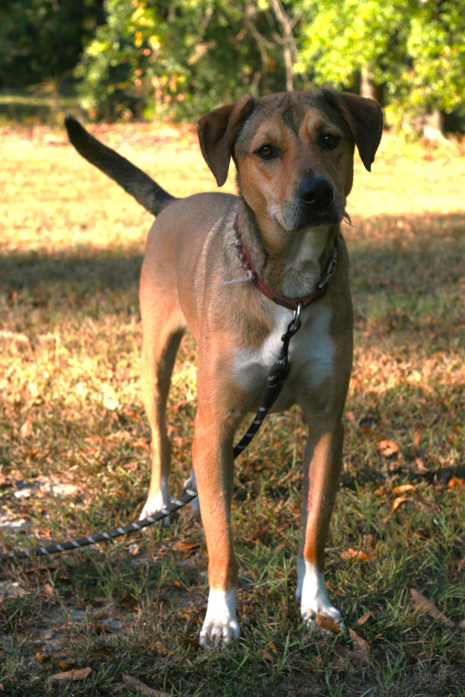 adoptable Dog in Attalla, AL named Nora