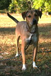 adoptable Dog in attalla, AL named Nora