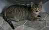 adoptable Cat in  named Chowder