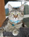 adoptable Cat in  named Estella