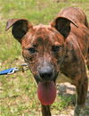 adoptable Dog in  named Jim Bob